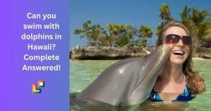 Can you swim with dolphins in Hawaii