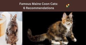 Famous Maine Coon Cats