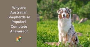 Why are Australian Shepherds so Popular