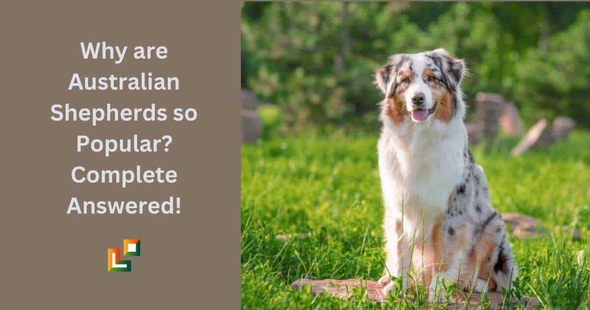 Why are Australian Shepherds so Popular