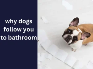 why dogs follow you to bathroom
